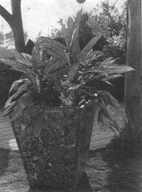 clip_image020
