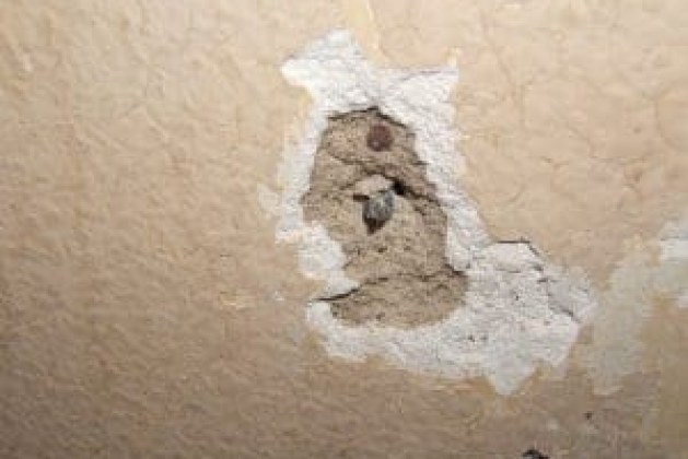 repairing-plaster.jpg