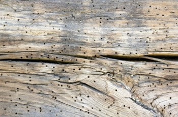 Beetles in Timber