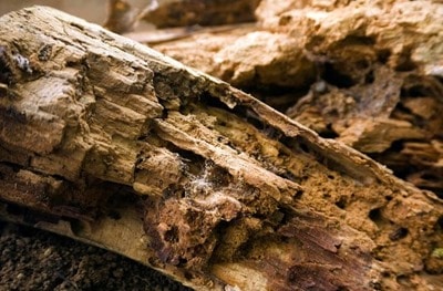 Dry Rot in Timber