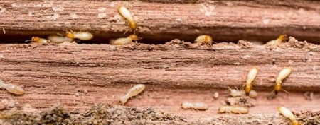 Termites in Timber