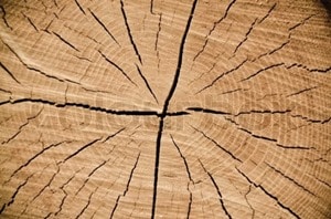 Wind Cracks in Timber